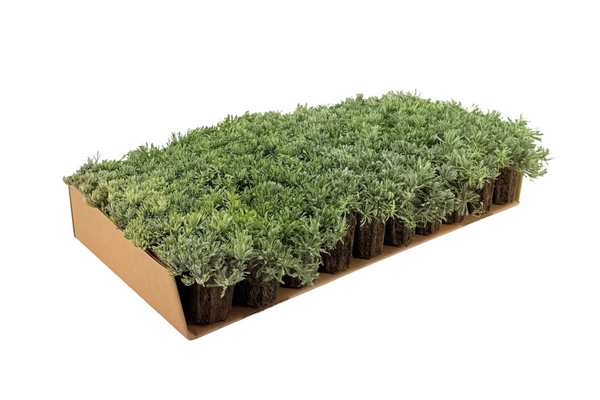 Prato di Antennaria dioica 'Rubra'