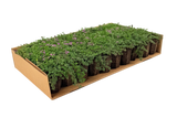 Prato di Thymus serpyllum 'Magic Carpet'