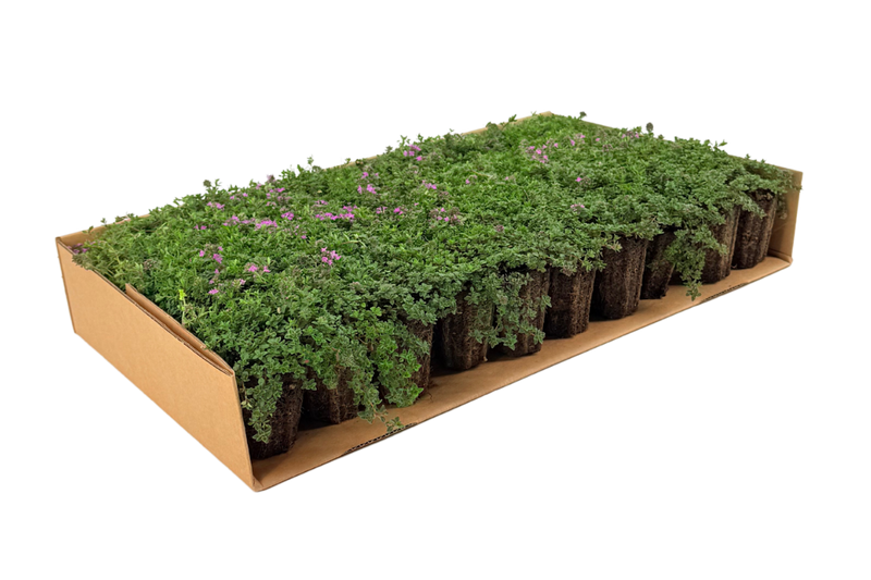 Prato di Thymus serpyllum 'Magic Carpet'