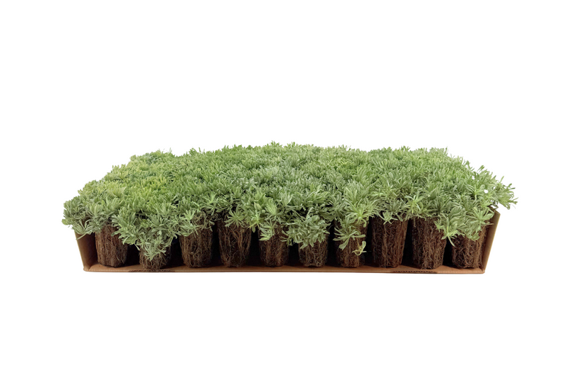 Prato di Antennaria dioica 'Rubra'