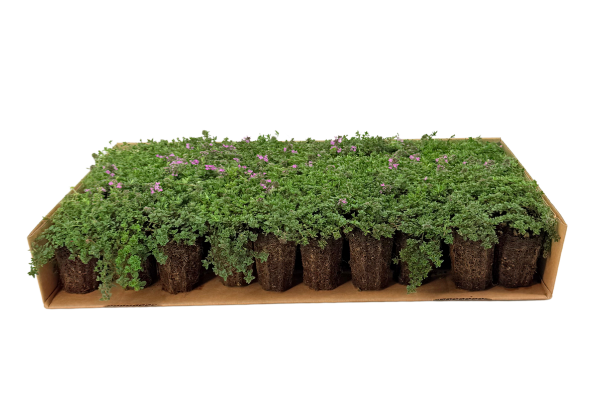 Thymus serpyllum 'Magic Carpet' prairie