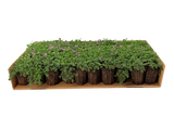 Prato di Thymus serpyllum 'Magic Carpet'