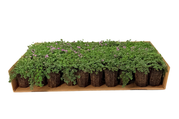 Prato di Thymus serpyllum 'Magic Carpet'