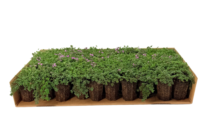 Prato di Thymus serpyllum 'Magic Carpet'