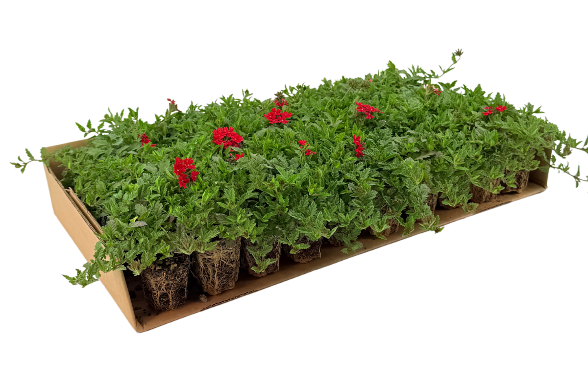 Prato di Verbena peruviana