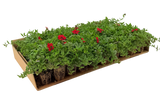 Césped de verbena peruviana
