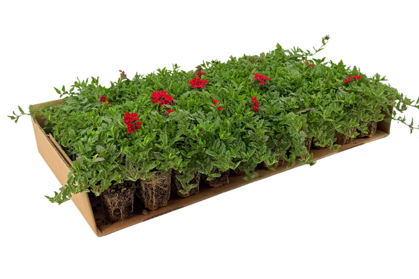 Prato di Verbena peruviana