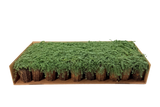 Césped de Thymus serpyllum 'Elfin'
