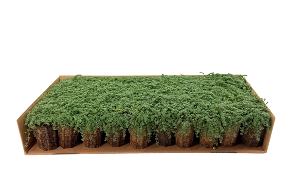 Prato di Thymus serpyllum 'Elfin'
