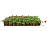 Césped de verbena peruviana