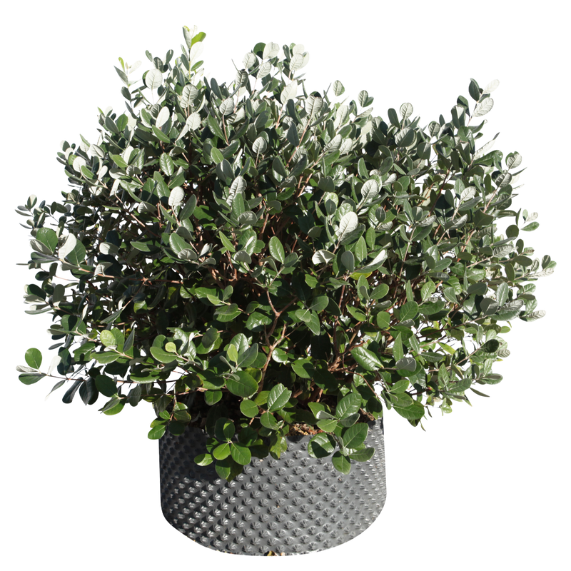 FEIJOA SELLOWIANA CESP. - Vivai Marche FEIJOA SELLOWIANA CESP. - Vivai Marche