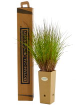 Andropogon scoparius ‘Prairie Blues’