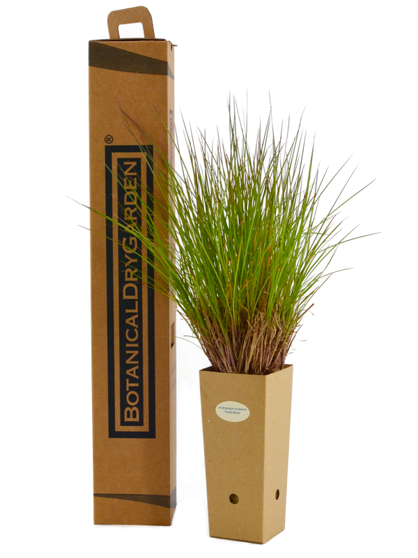 Andropogon scoparius ‘Prairie Blues’