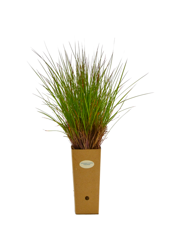 Andropogon scoparius ‘Prairie Blues’