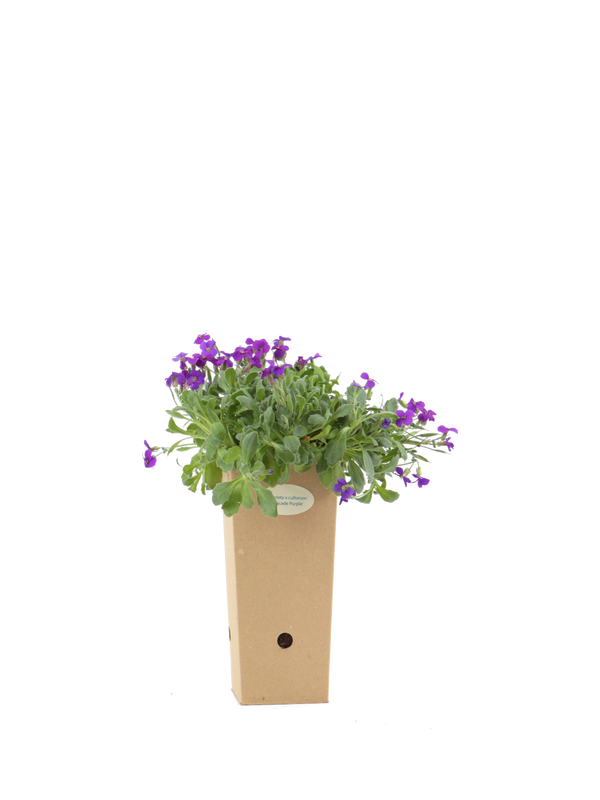 Pianta di Aubrieta x cultorum 'Cascade Purple' in vaso di cartone 9x9x20