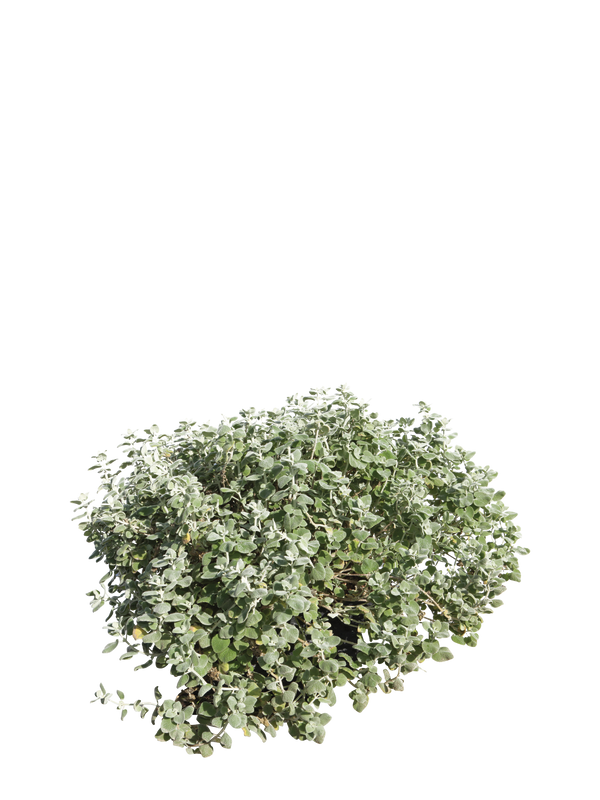 Pianta di Ballota acetabulosa in vaso R50