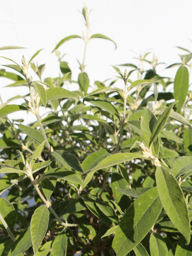 Dried Buddle Buddleja officinalis - Flatpot | BotanicalDryGarden