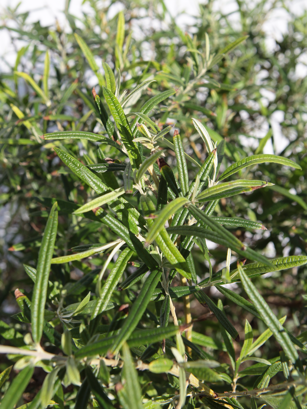 Dried Buddle Buddleja saligna | BotanicalDryGarden