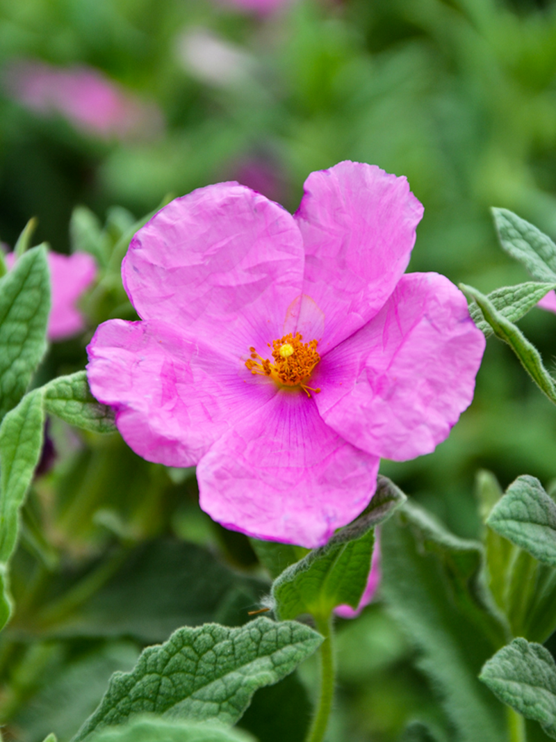 Dettaglio di una pianta di Cistus pulverulentus