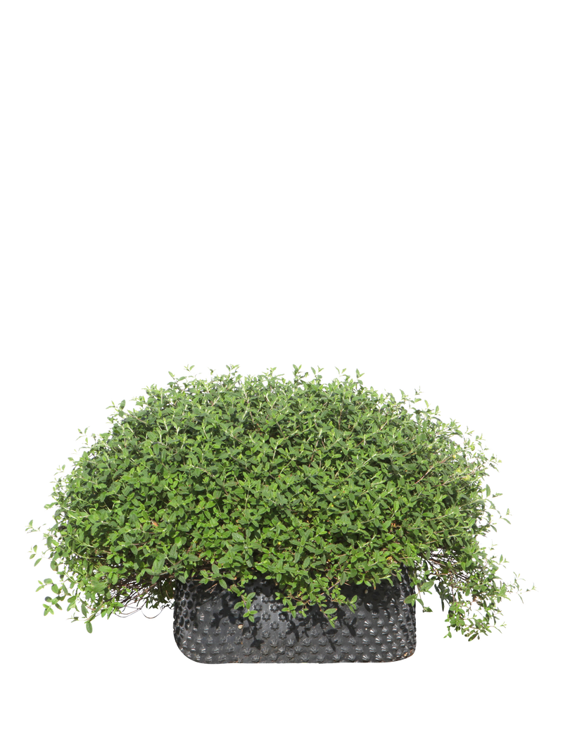 Pianta di Cistus salviifolius in vaso R50