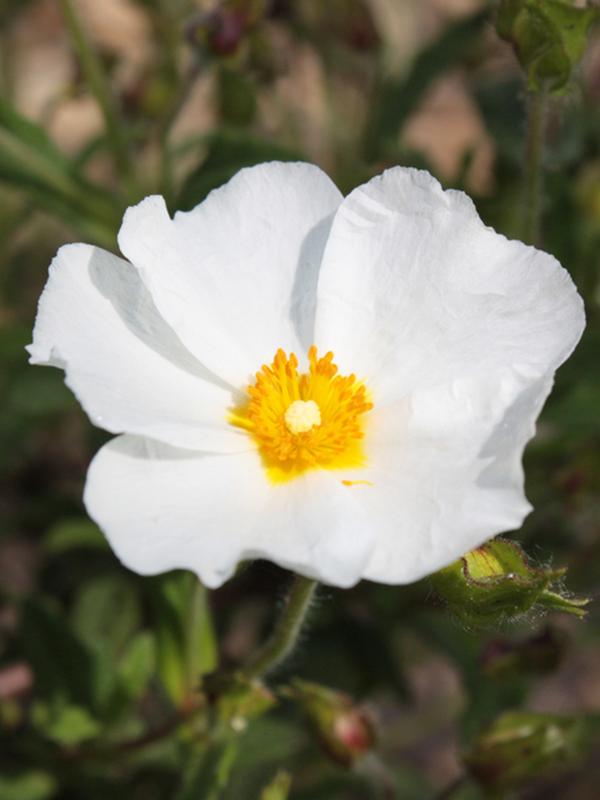Dettaglio di una pianta di Cistus x florentinus 