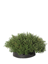 Cistus pauranthus Natacha - Flatpot