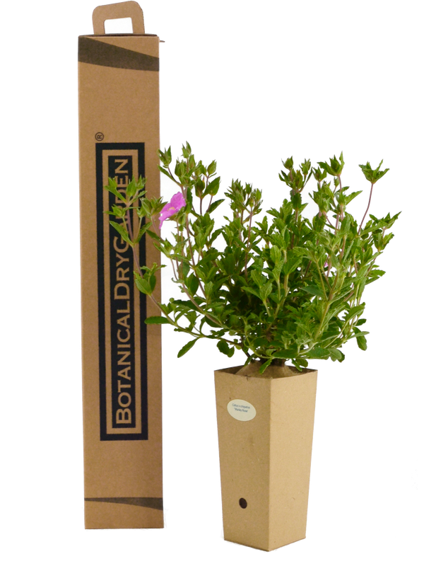 Cistus x crispatus 'Warley Rose'
