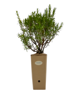 Rosmarinus officinalis - Omaggio (Valido solo per ordini superiori ai 150€)