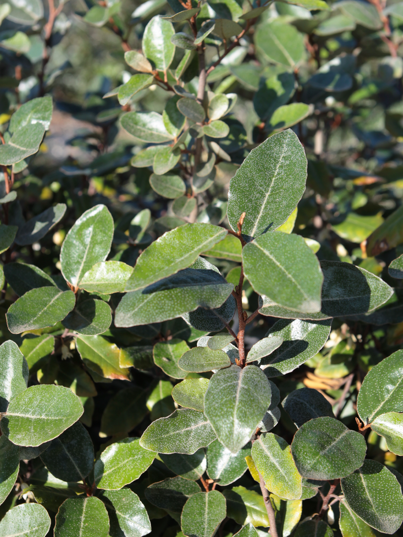 Dettaglio di una pianta di Elaeagnus ebbingei compacta 