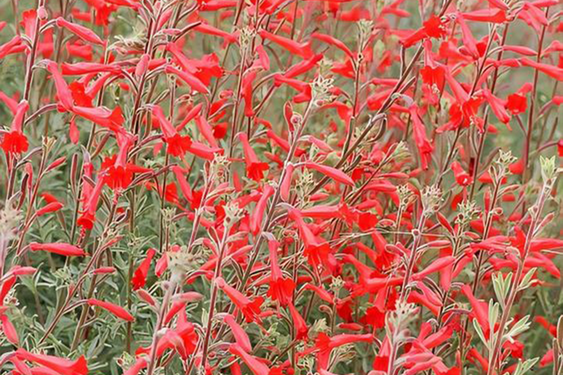 Epilobium canum