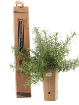Epilobium canum
