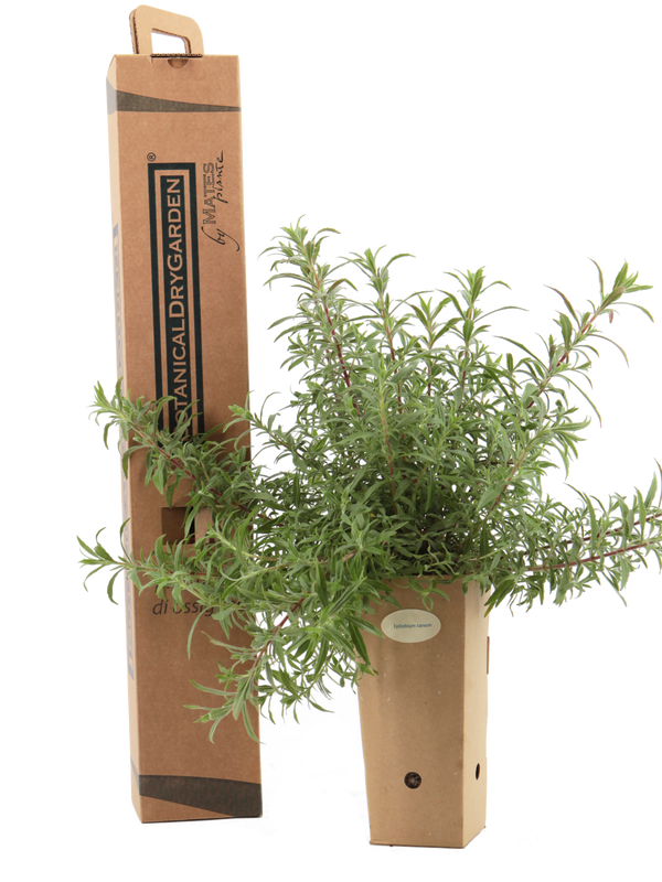 Epilobium canum