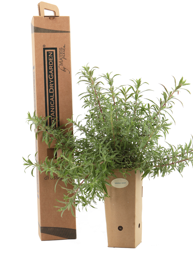 Epilobium canum