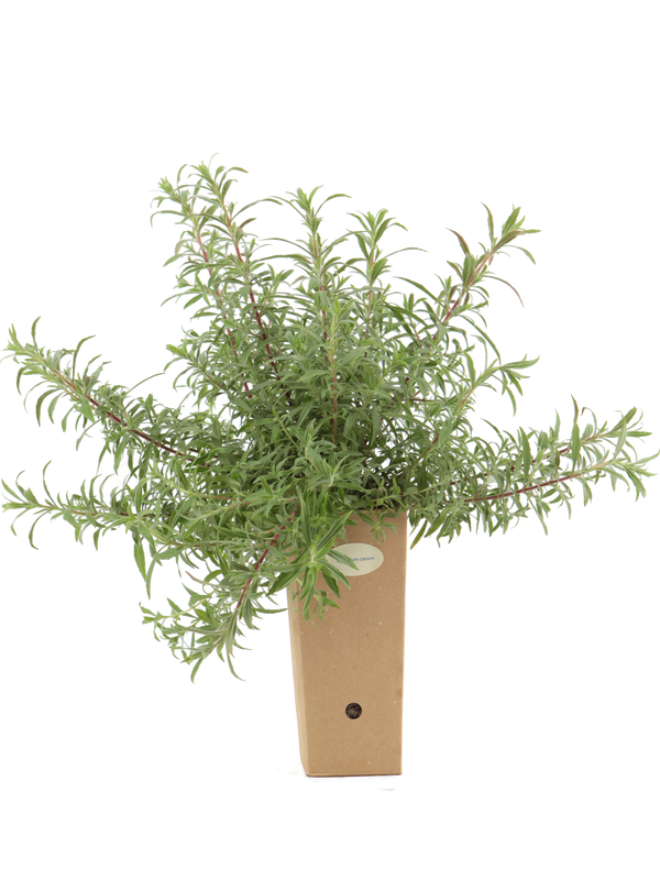 Epilobium canum