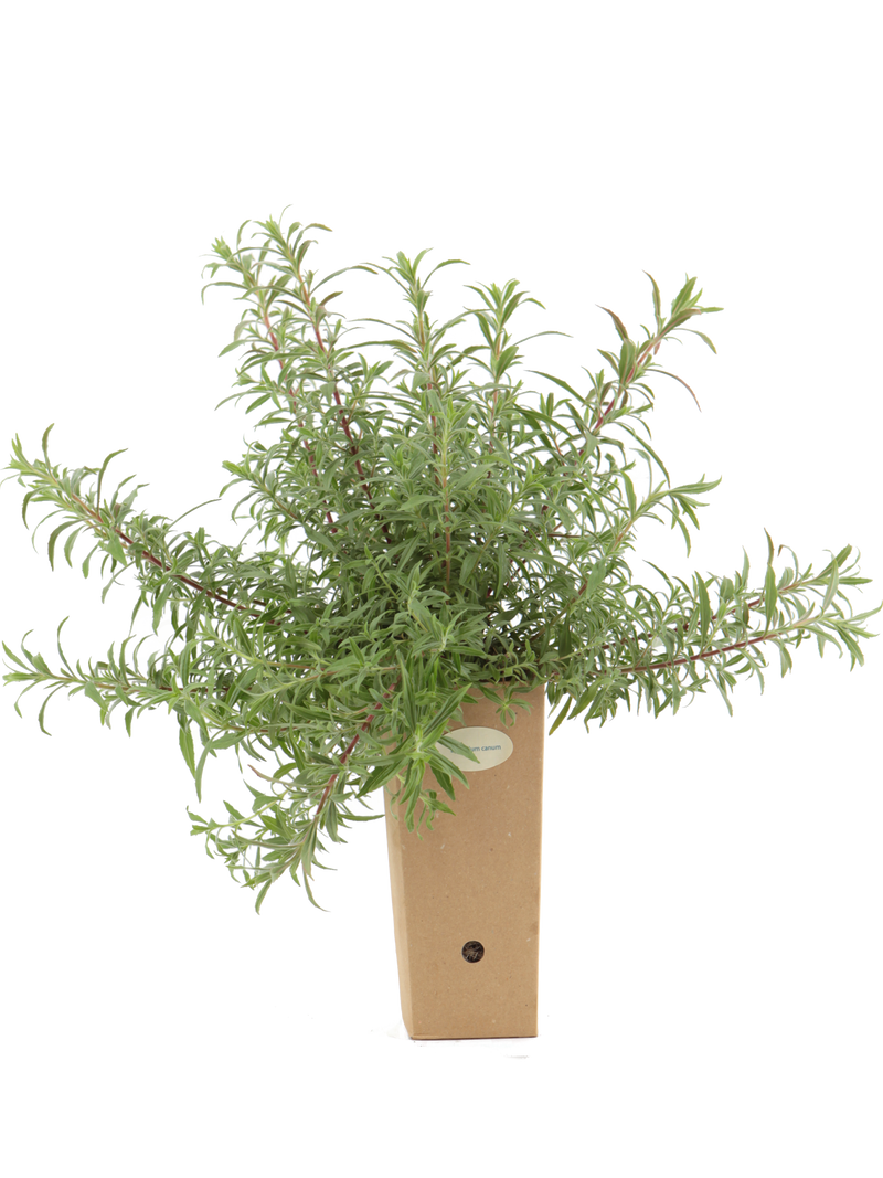 Epilobium canum