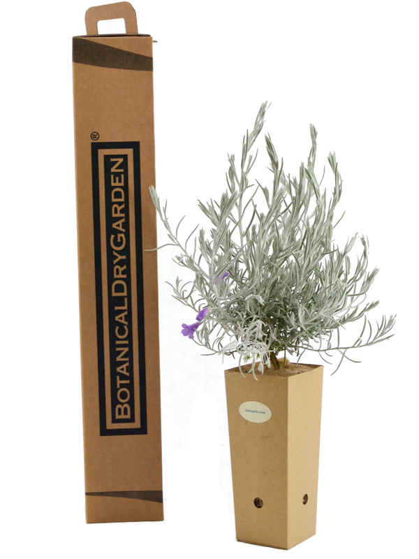 Eremophila nivea