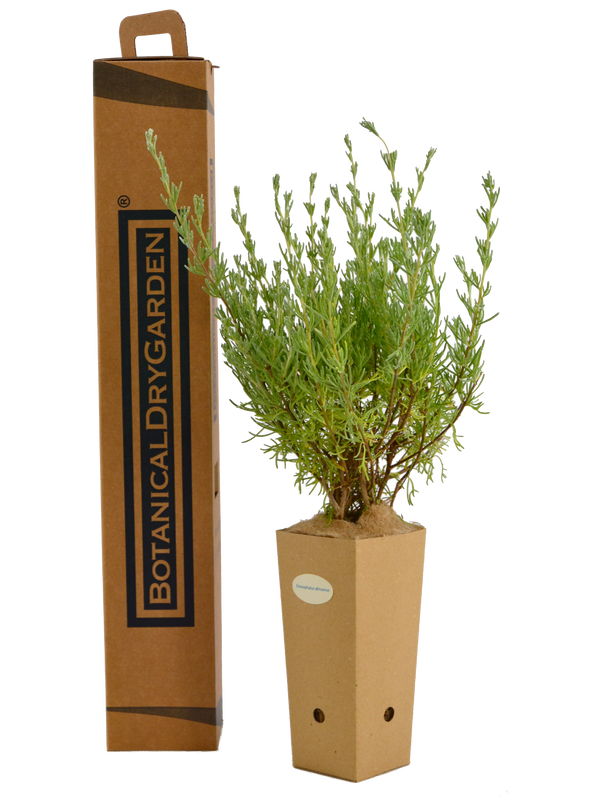 Eriocephalus africanus