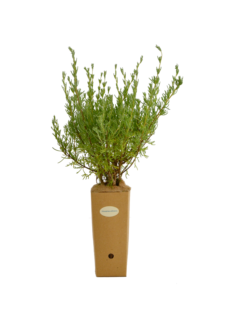 Eriocephalus africanus