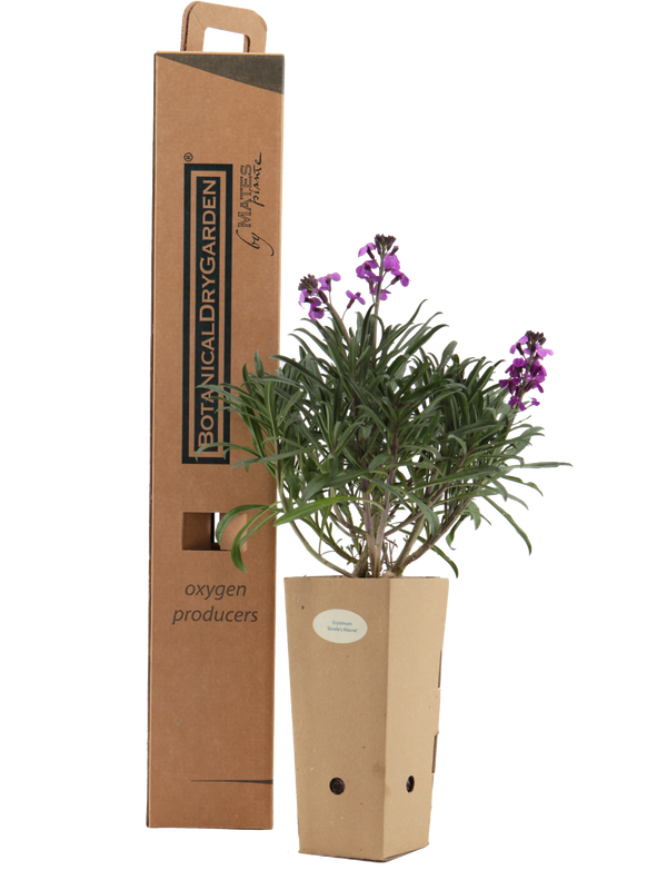 Pianta di Erysimum 'Bowles Mauve' in vaso di cartone 9x9x20 con scatola BotanicalDryGarden 