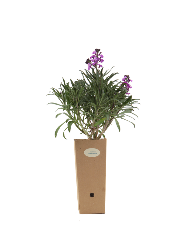 Pianta di Erysimum 'Bowles Mauve' in vaso di cartone 9x9x20