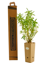 Euforbia ceratocarpa