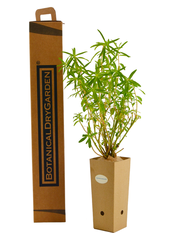 Euforbia ceratocarpa