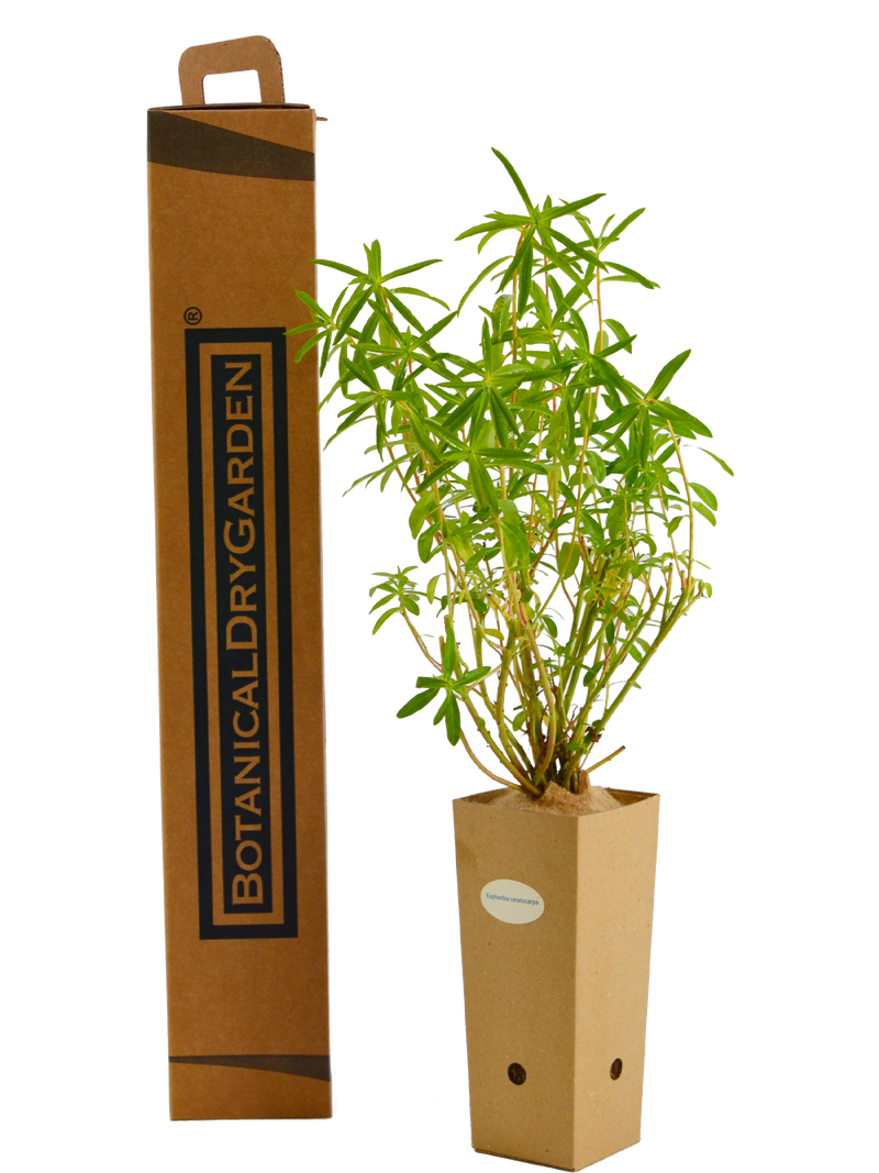 Euforbia ceratocarpa