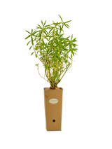 Euforbia ceratocarpa