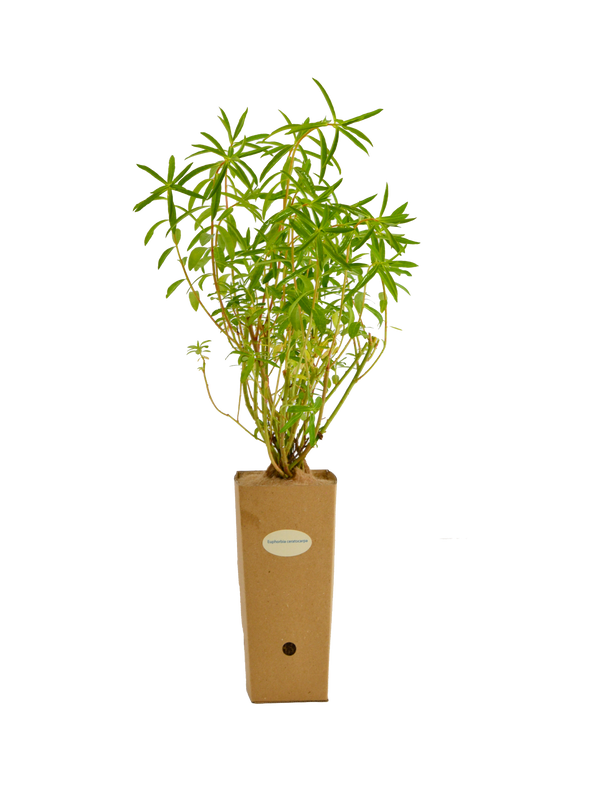 Euforbia ceratocarpa