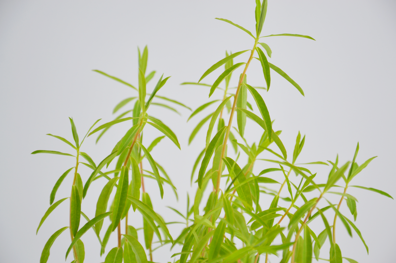 Euforbia ceratocarpa