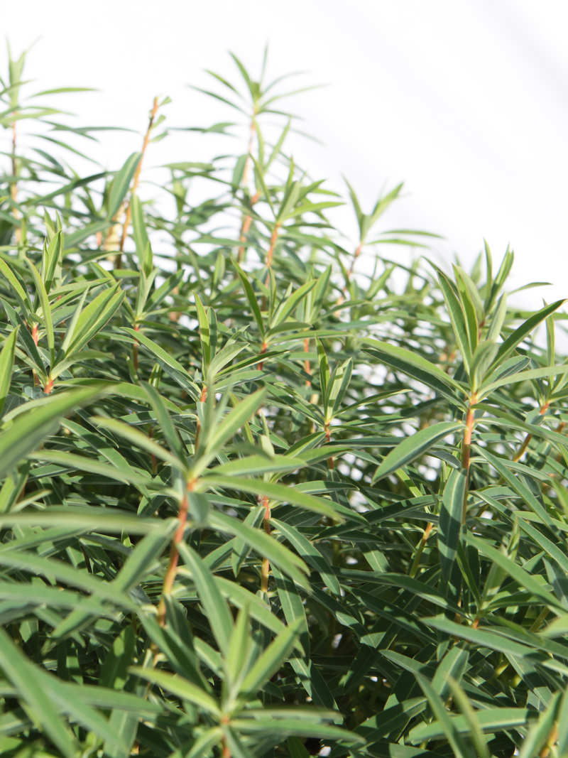 Dettaglio di una pianta di Euphorbia dendroides