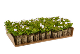 Prato di Falkia repens