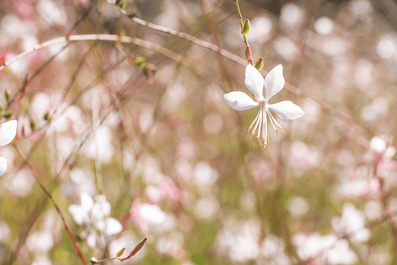 Gaura lindheimeri