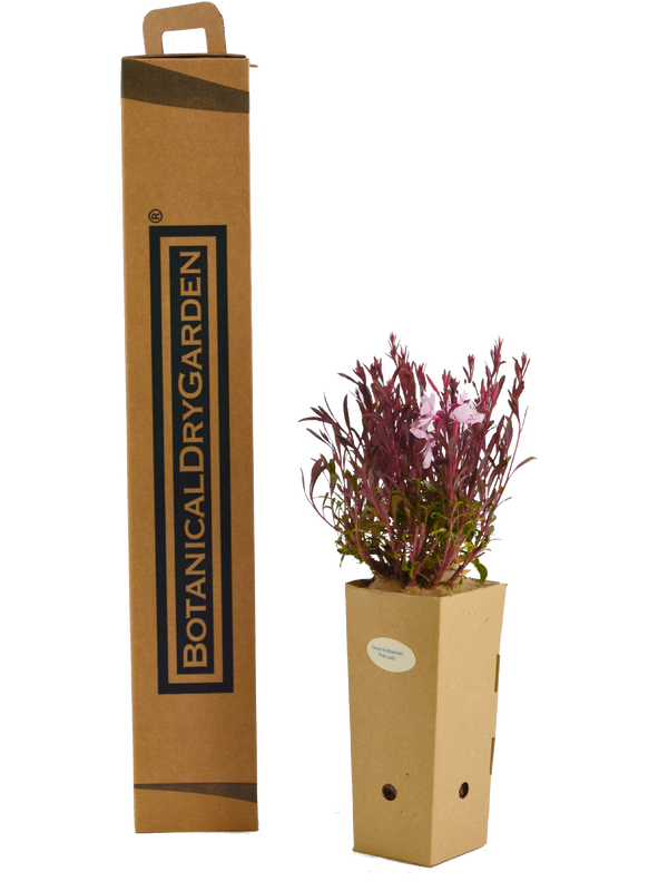 Gaura lindheimeri 'Pink Lady'